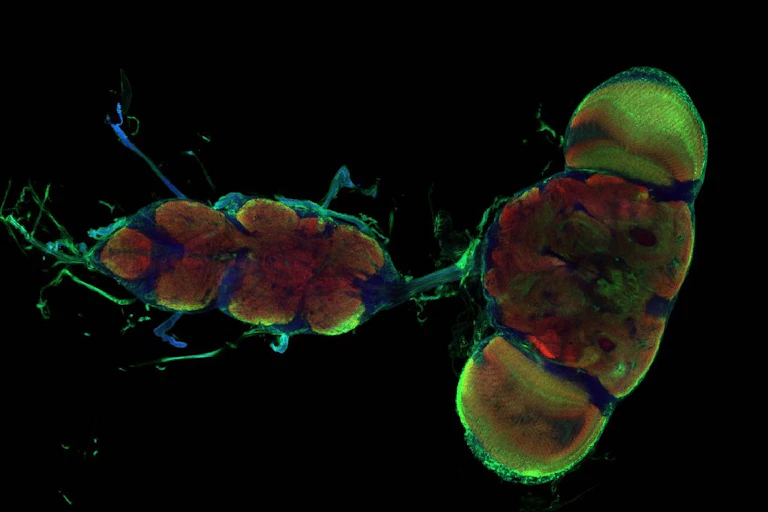 Colorful microscoping scan of the fruit fly brain.
