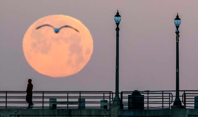 A man walks on a pier with a full moon in the background and sea gull silhouetted in the moon.