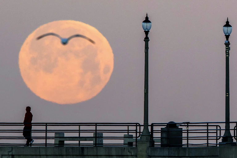 A man walks on a pier with a full moon in the background and sea gull silhouetted in the moon.