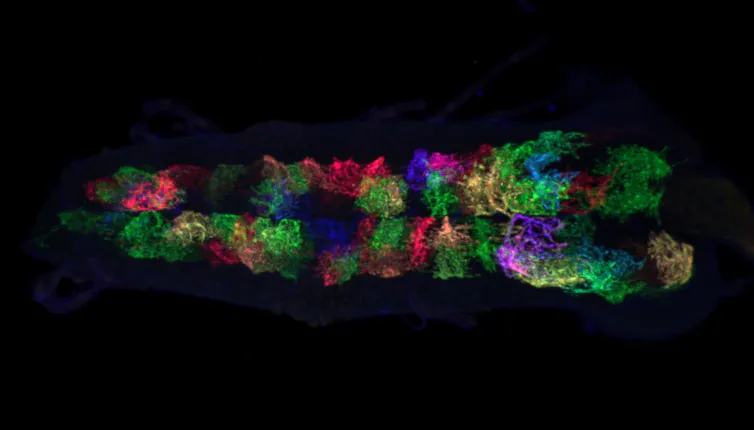 A colorful microscope image of a developing fruit fly brain.