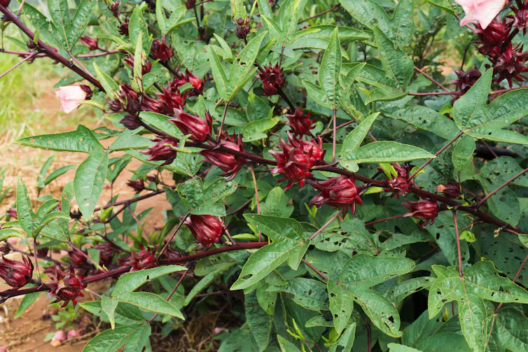 Sour leaf or chin baung ywet