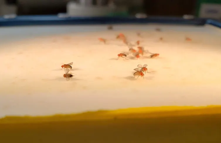 Fruit flies on a table.