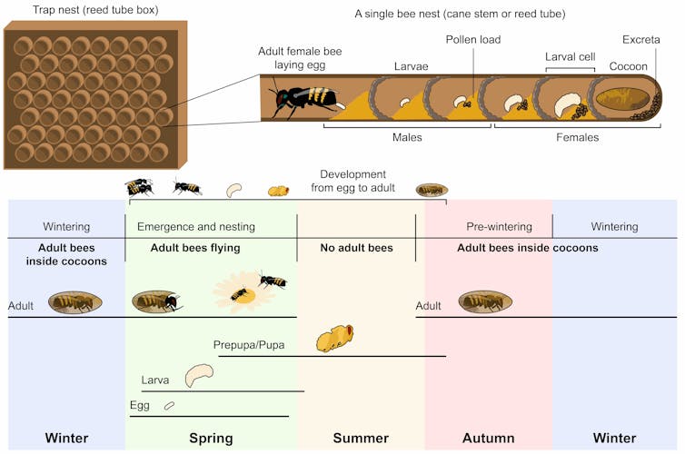 A graphic depicting the life stages of a mason bee.