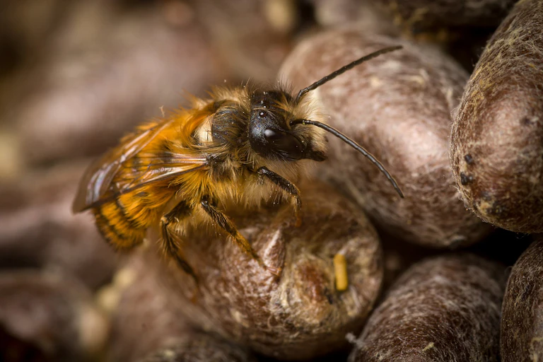 Orange striped bee on top of cocoon.