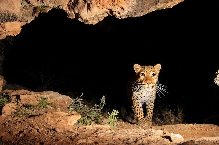 A leopard walking out of a cave.