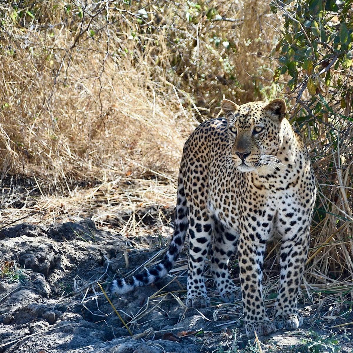 We studied the DNA of African and Asian leopards and found big ...