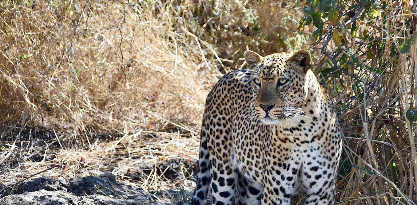 We studied the DNA of African and Asian leopards and found big differences  between the two