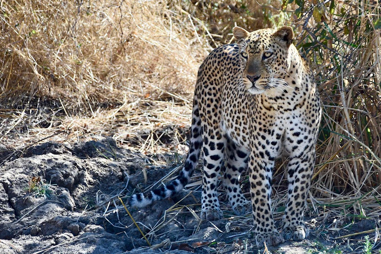 A leopard standing surrounded by dry grassy bushes.