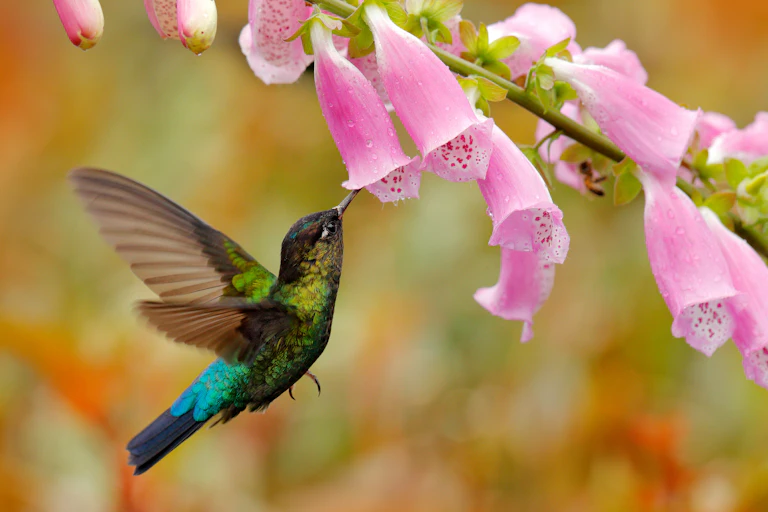 A hummingbird with its beak inside a foxglove flower.