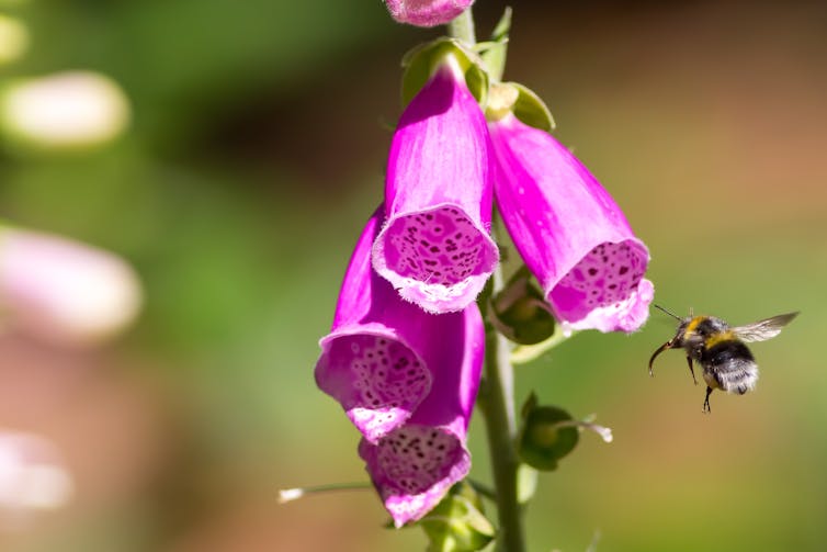 A bumblebee flying near a foxglove flowers.