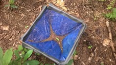 A blue basket with dead leaves in it.