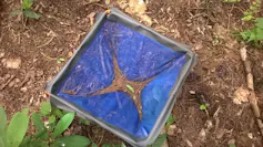 A blue basket with dead leaves in it.