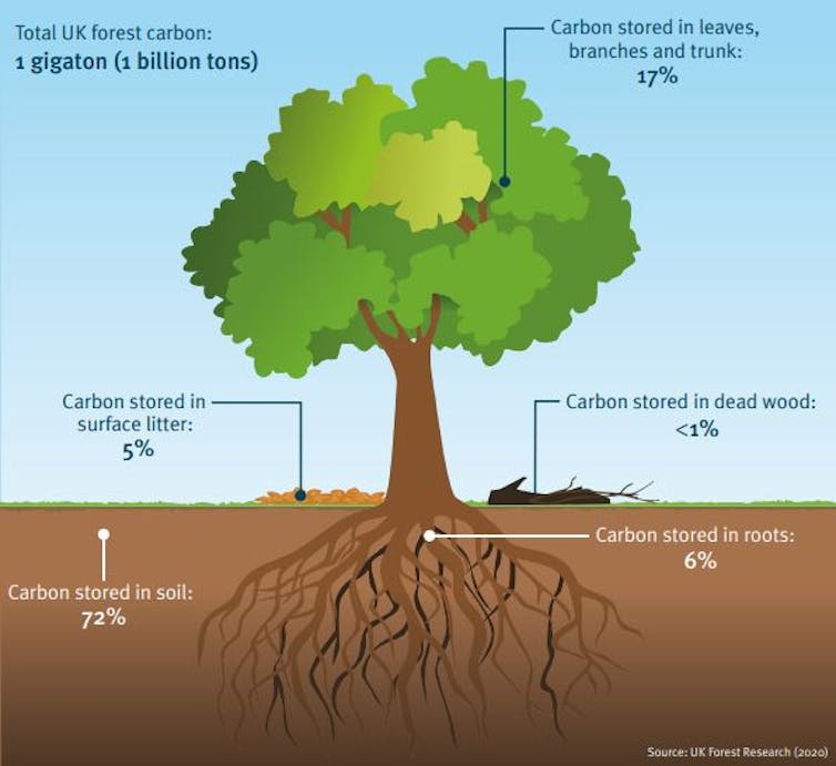 A graphic of a tree showing carbon storage.
