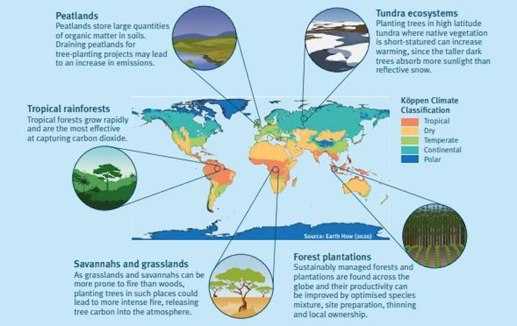 Graphic showing how tree planting in different climate zones affects ecosystems.