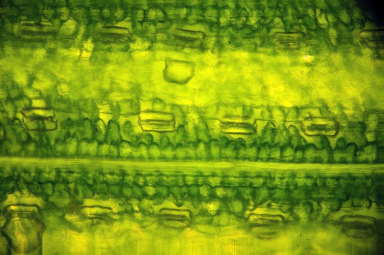 Microscopic close-up of leaf cells.