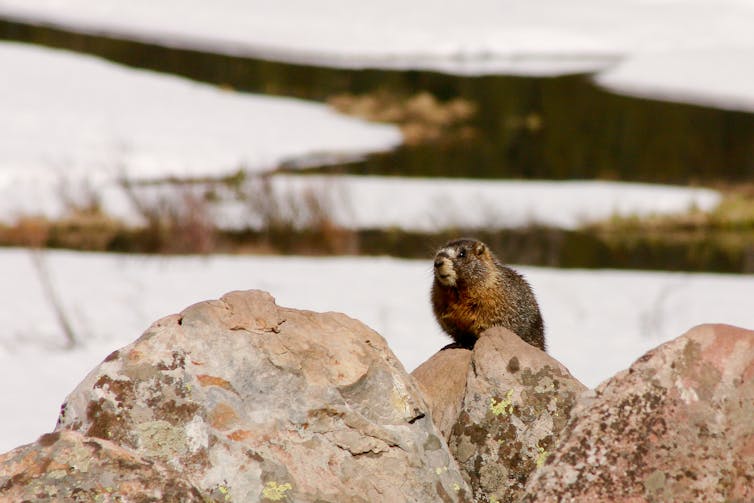 A small furry mammal sitting on a rock in a snowy landscape.