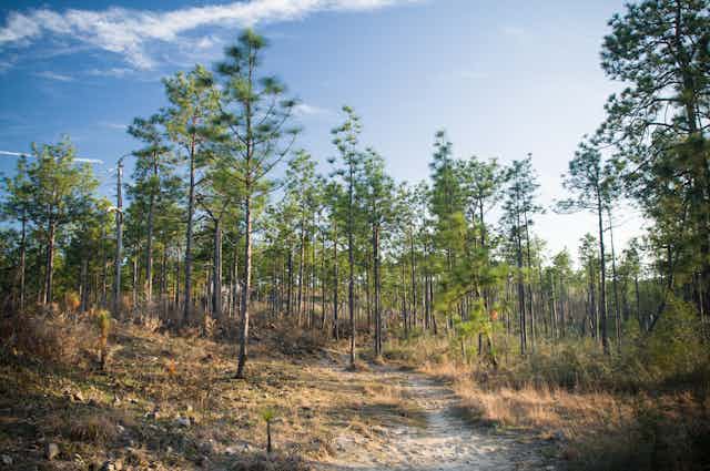 Longleaf pine trees in Kisatchie National Forest, Louisiana