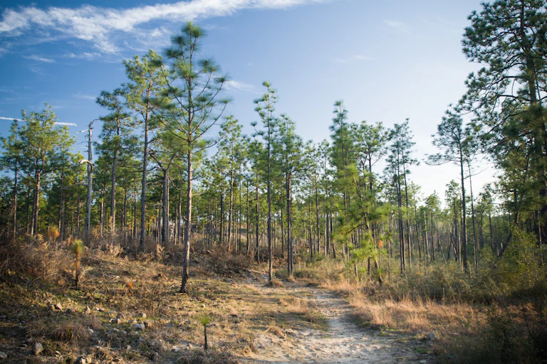 Longleaf pine trees in Kisatchie National Forest, Louisiana
