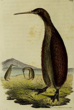 Drawing of a kiwi