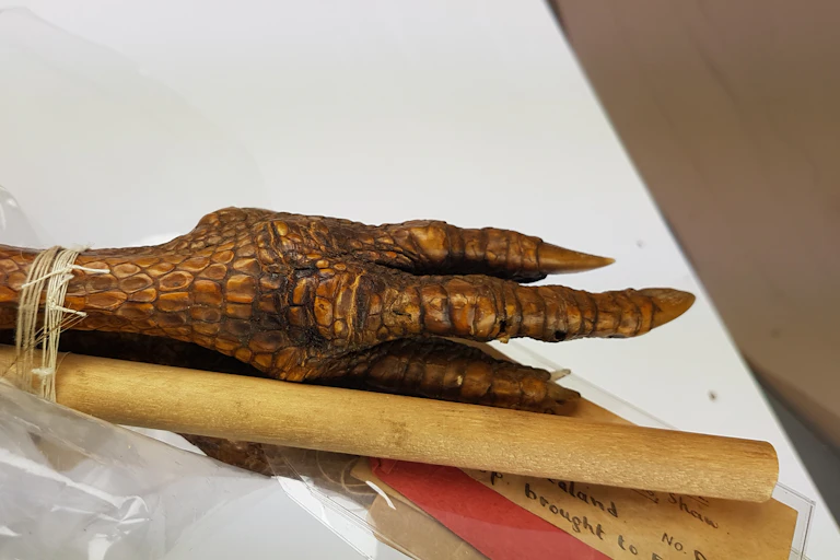 Museum spoecimen of a kiwi