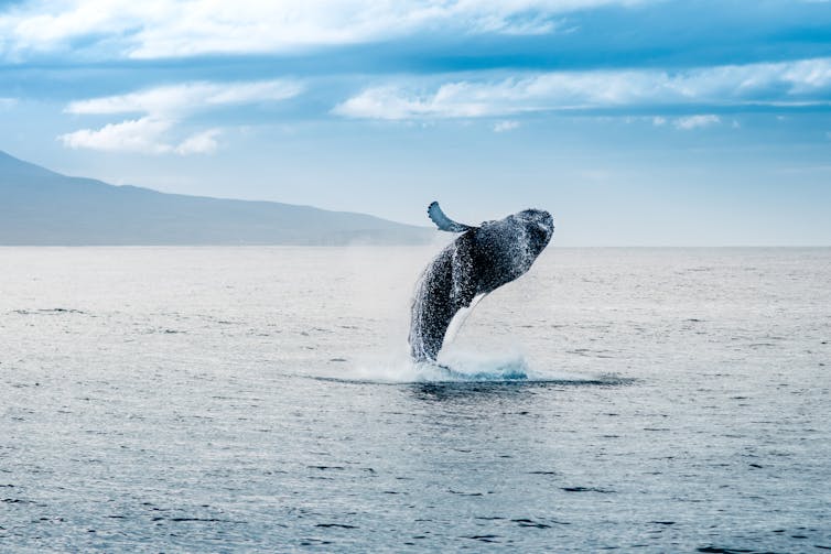 A whale breaches the ocean