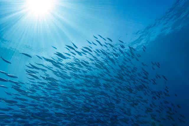 A school of fish in sunlit water