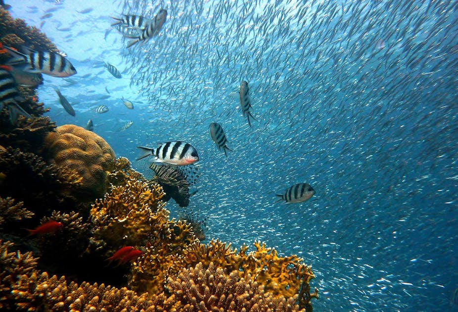 Ratusan ikan berenang dekat terumbu karang. 