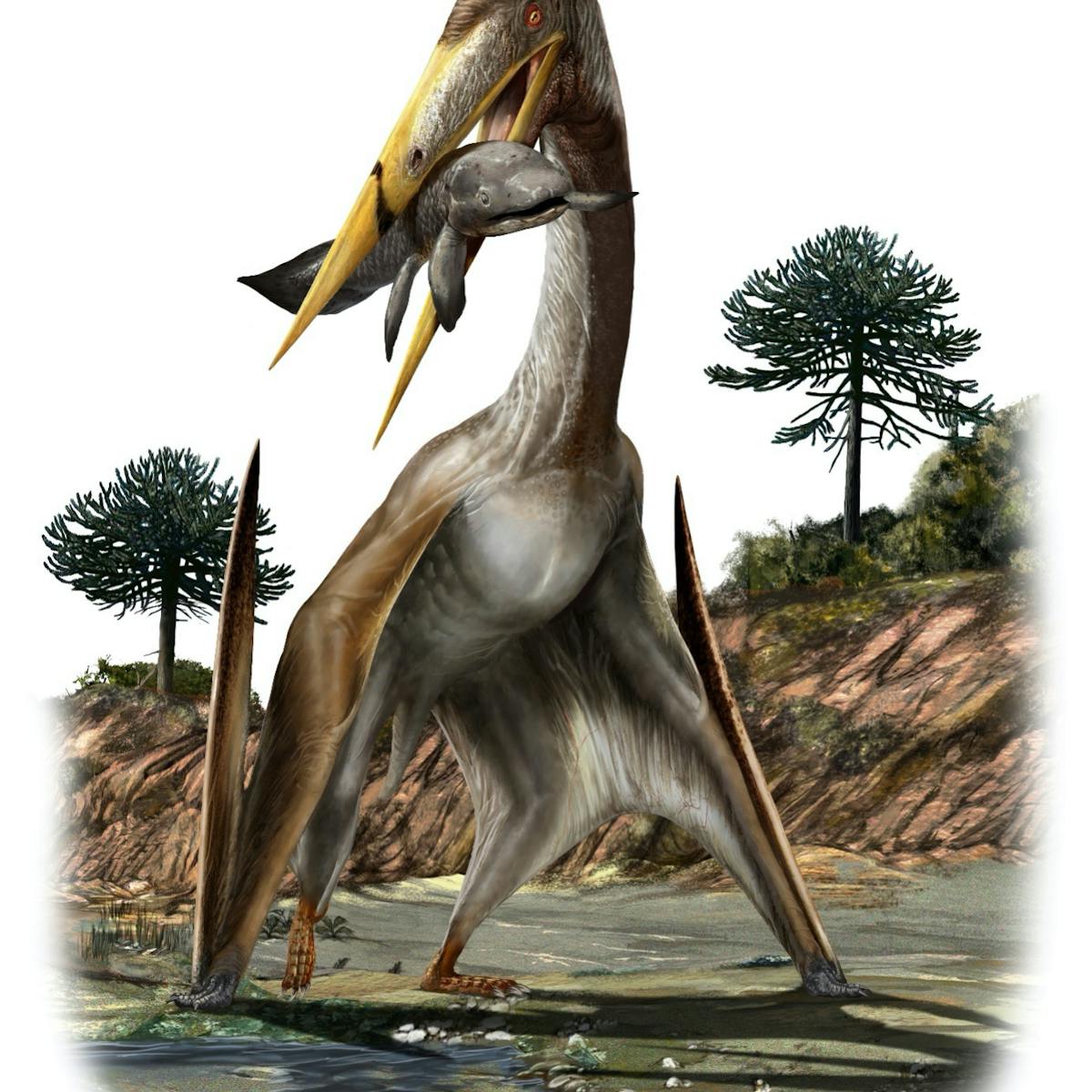 Largest ever flying creatures had longer necks than giraffes – we found out  how these pterosaurs kept their heads up