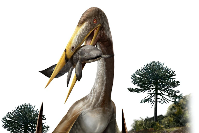 Illustration of an azhdarchid pterosaur.
