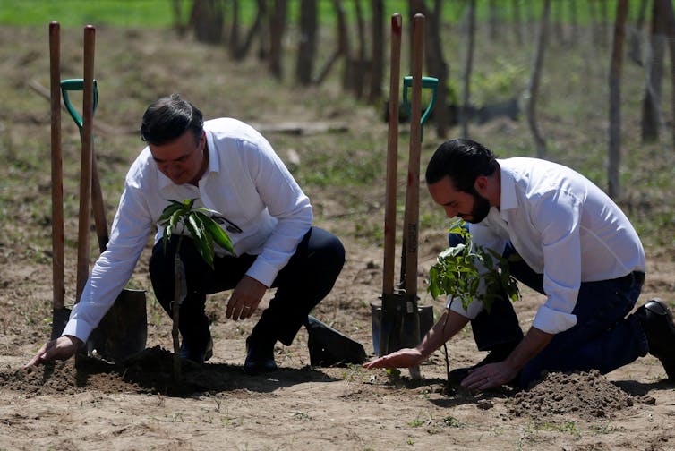 Two men plant saplings.