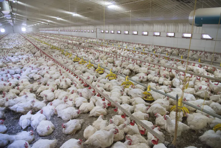 Hundreds of large white cockerels inside an intensive poultry farm.