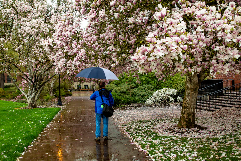 A man walking with umbrella on campus.