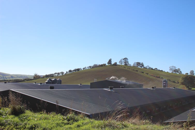 More massive chicken sheds in rural landscape.