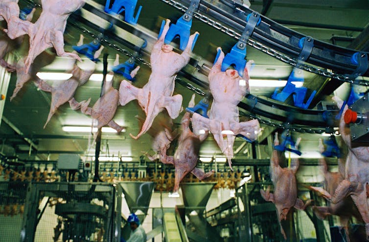 Plucked chicken carcasses in a processing plant.