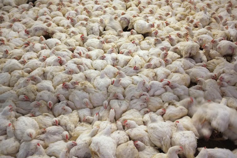 Many white chickens squashed together.