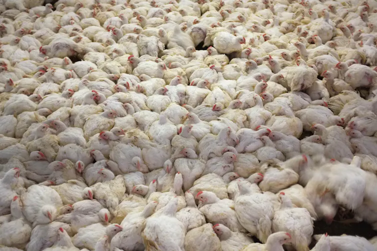 Many white chickens squashed together.
