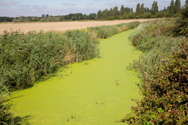 Stream turned green with algae.