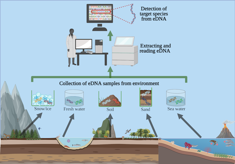 A flowchart of how snow/ice, freshwater, soil, sand or seawater samples can be collected and analyzed for their DNA.