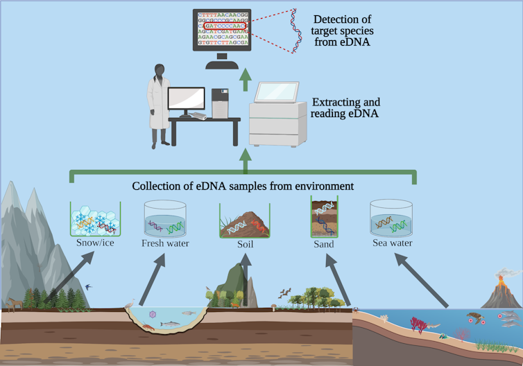 Environmental DNA – how a tool used to detect endangered wildlife ended up helping fight the COVID-19 pandemic