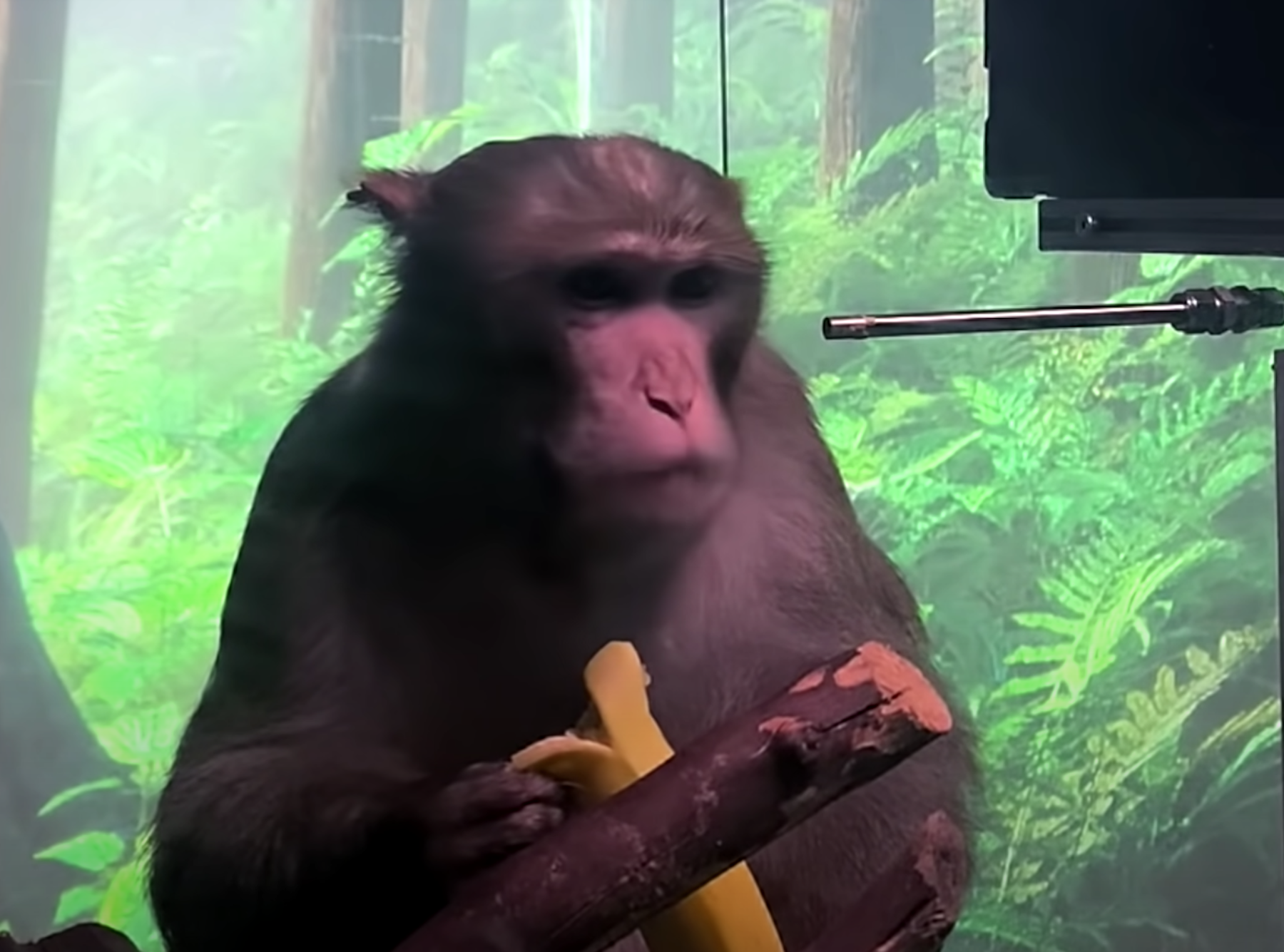 Neuralink's monkey can play Pong with its mind. Imagine what humans