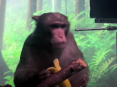 Monkey eating banana