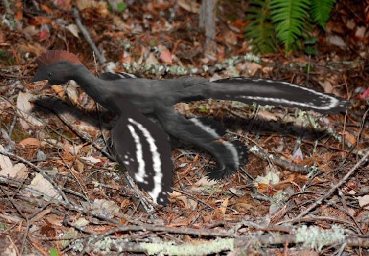 Artist's impression of an _Anchiornis_ dinosaur, illustrating feather arrangement and life coloration.