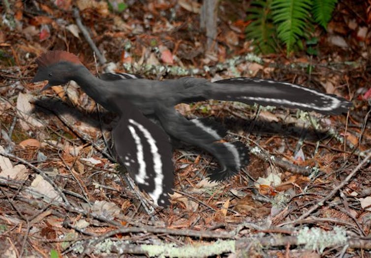 Artist's impression of an _Anchiornis_ dinosaur, illustrating feather arrangement and life coloration.