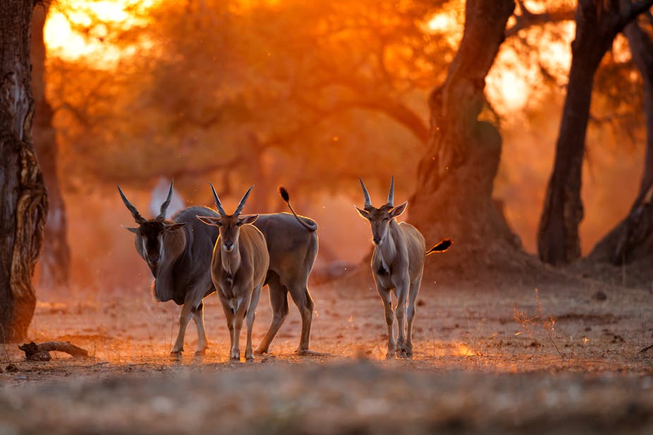 Three horned, hooved animals look towards the camera, backlit by an orange-yellow sky and a landscape of trees. The animals have white stripes on their noses.