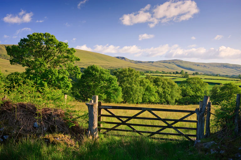 A gate encloses an empty field bordered by a stand of trees.