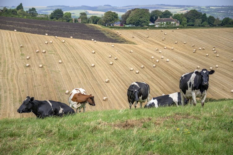 A herd of dairy cows stands on a grassy hill with a rolling field of hay behind.