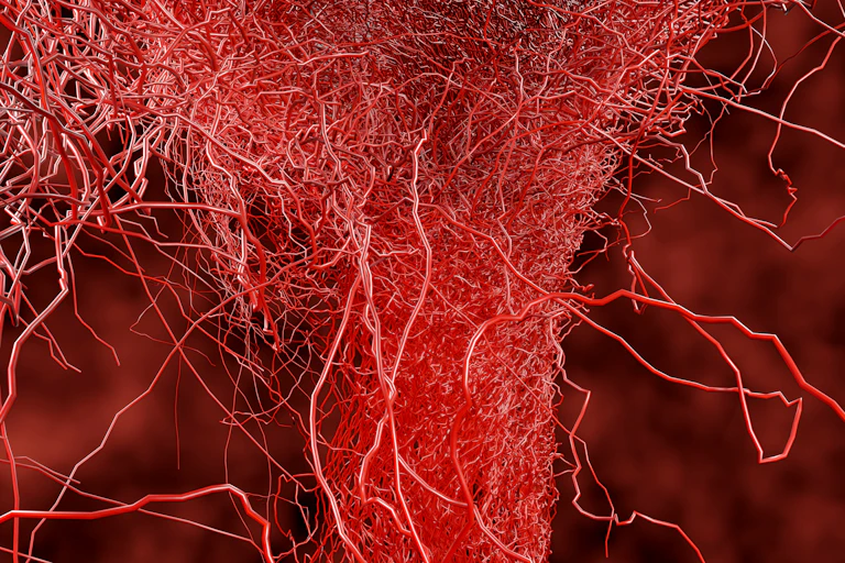 Capillaries filled with blood