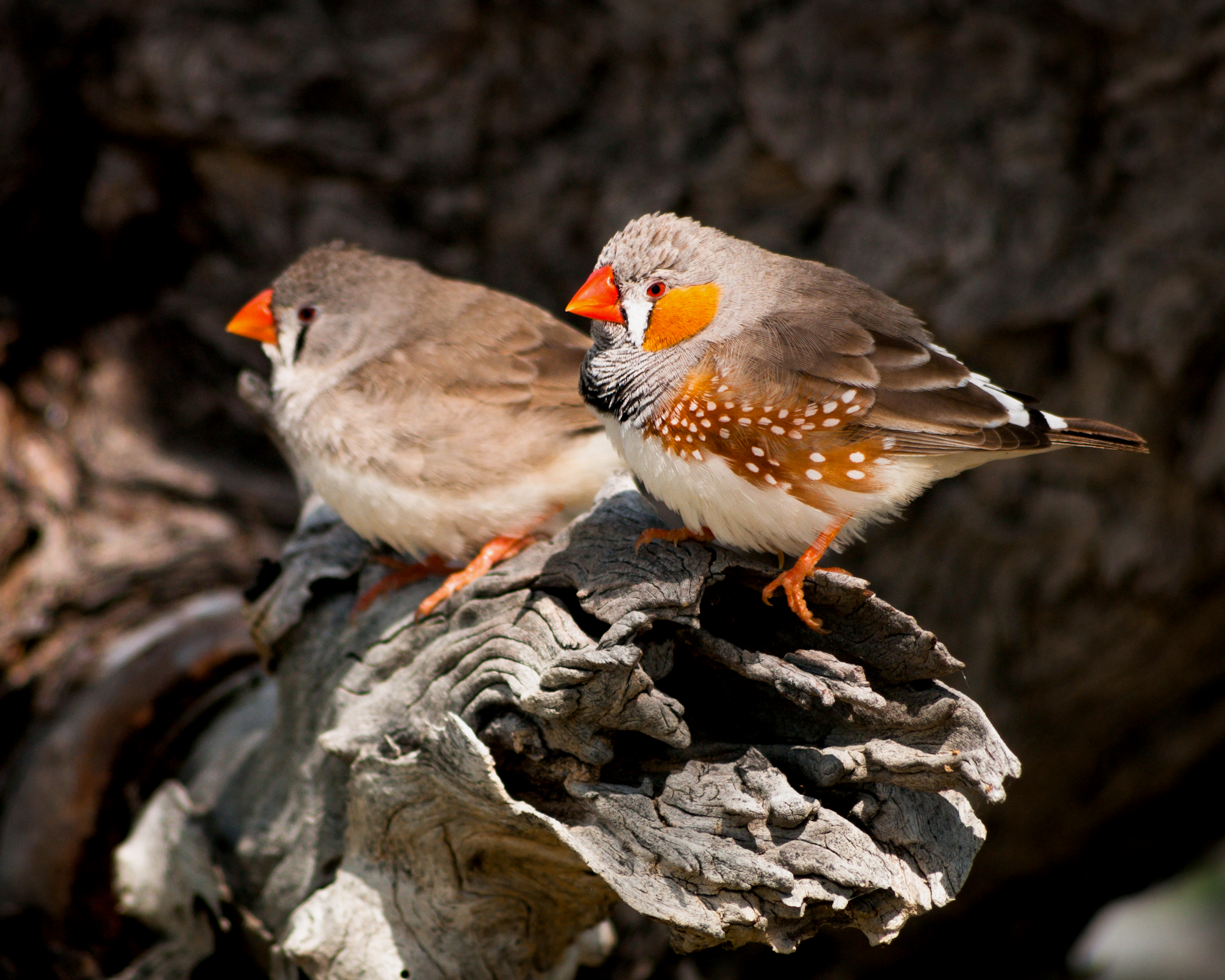 difference between male and female society finches