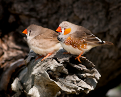 A brightly colored male zebra finch is perched next to a more drab colored female.