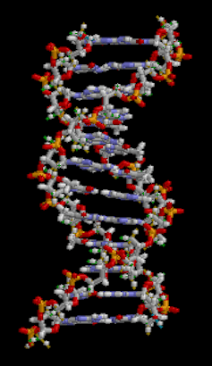 La estructura del ADN de doble hélice.